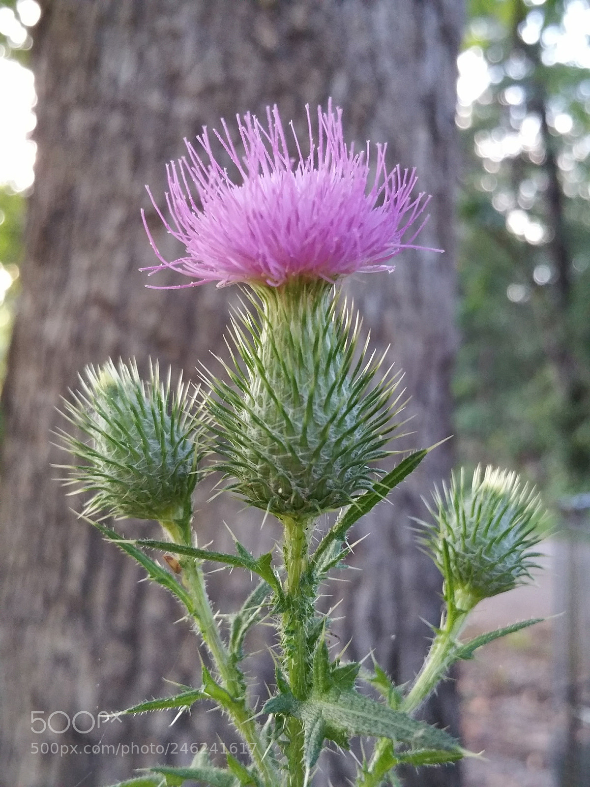 Samsung Galaxy Note4 sample photo. Ouch! photography
