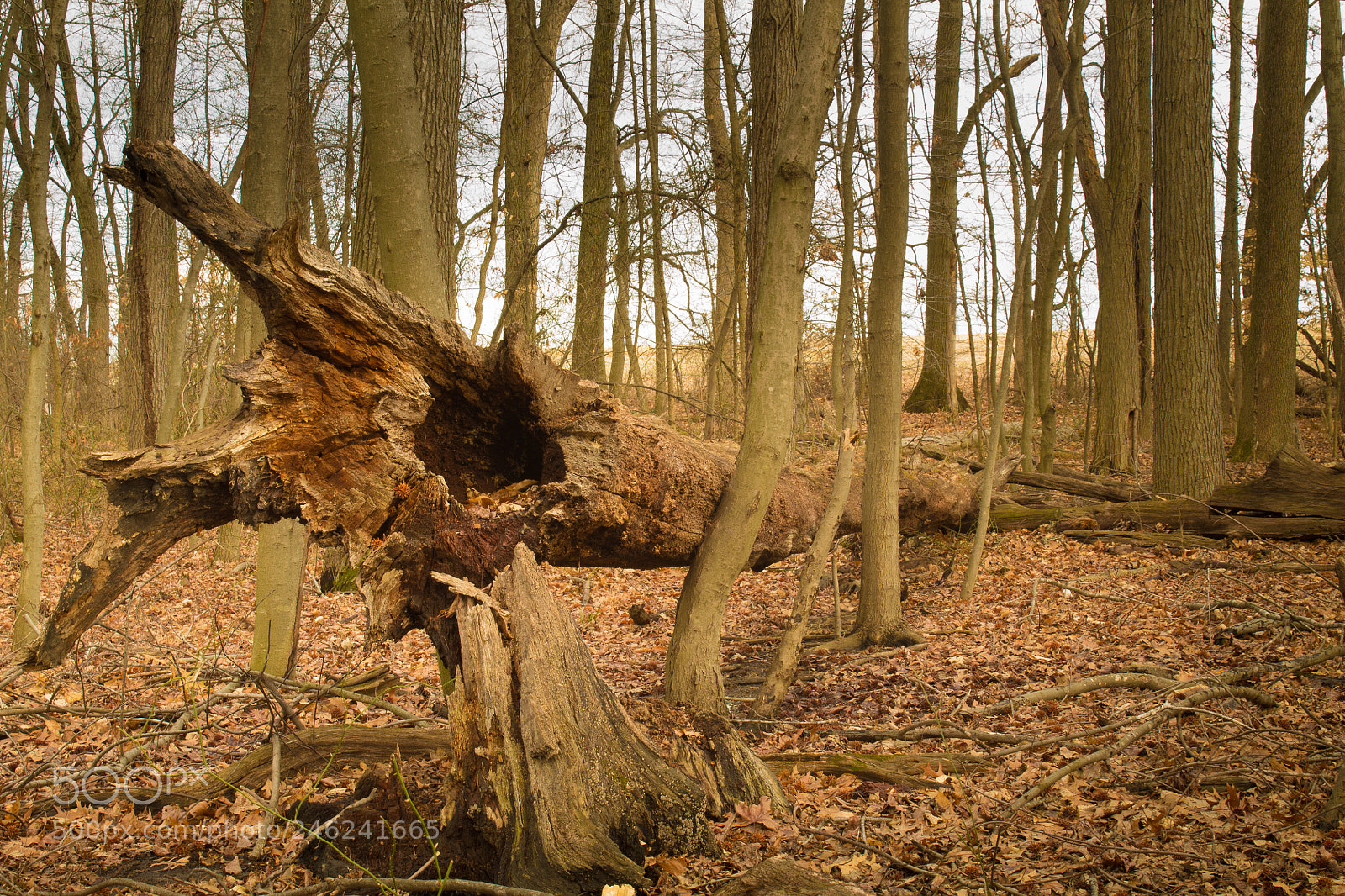 Canon EOS 1100D (EOS Rebel T3 / EOS Kiss X50) sample photo. Fallen friend photography