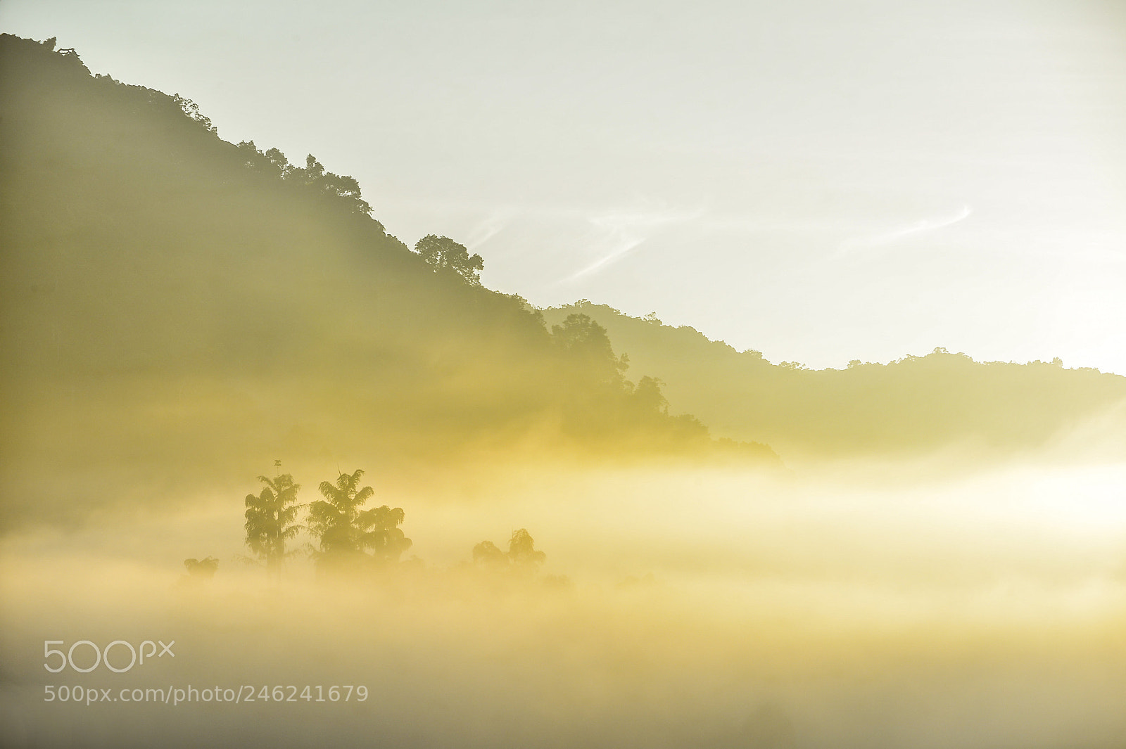 Nikon D610 sample photo. Foggy forest photography