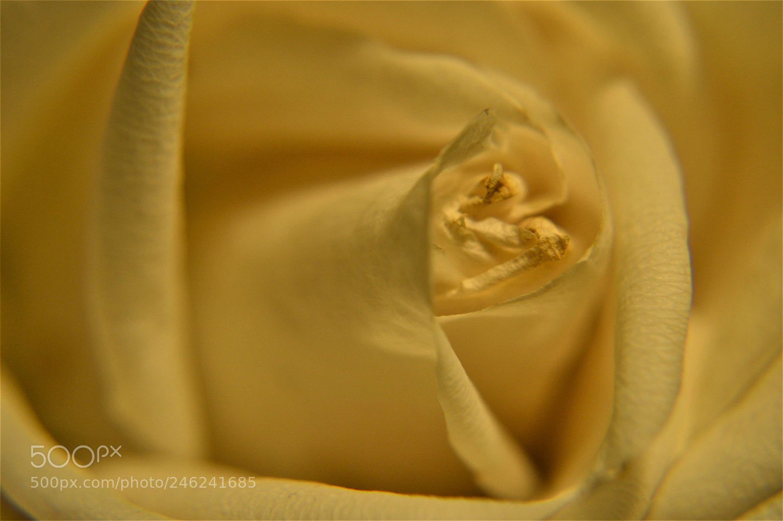 Nikon D3200 sample photo. Aging rose photography