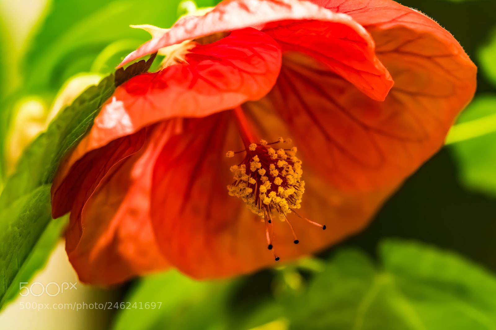 Canon EOS 750D (EOS Rebel T6i / EOS Kiss X8i) sample photo. Blooming flower photography