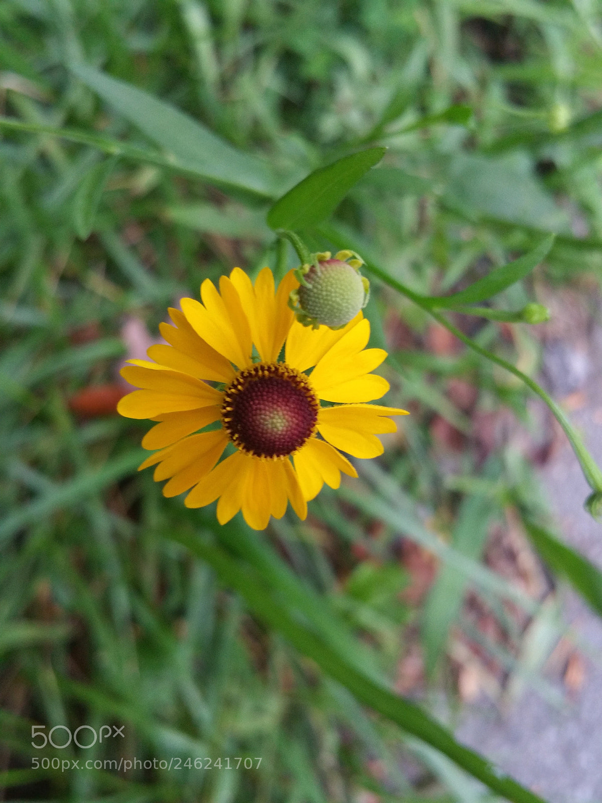 Samsung Galaxy Note4 sample photo. Flower photography