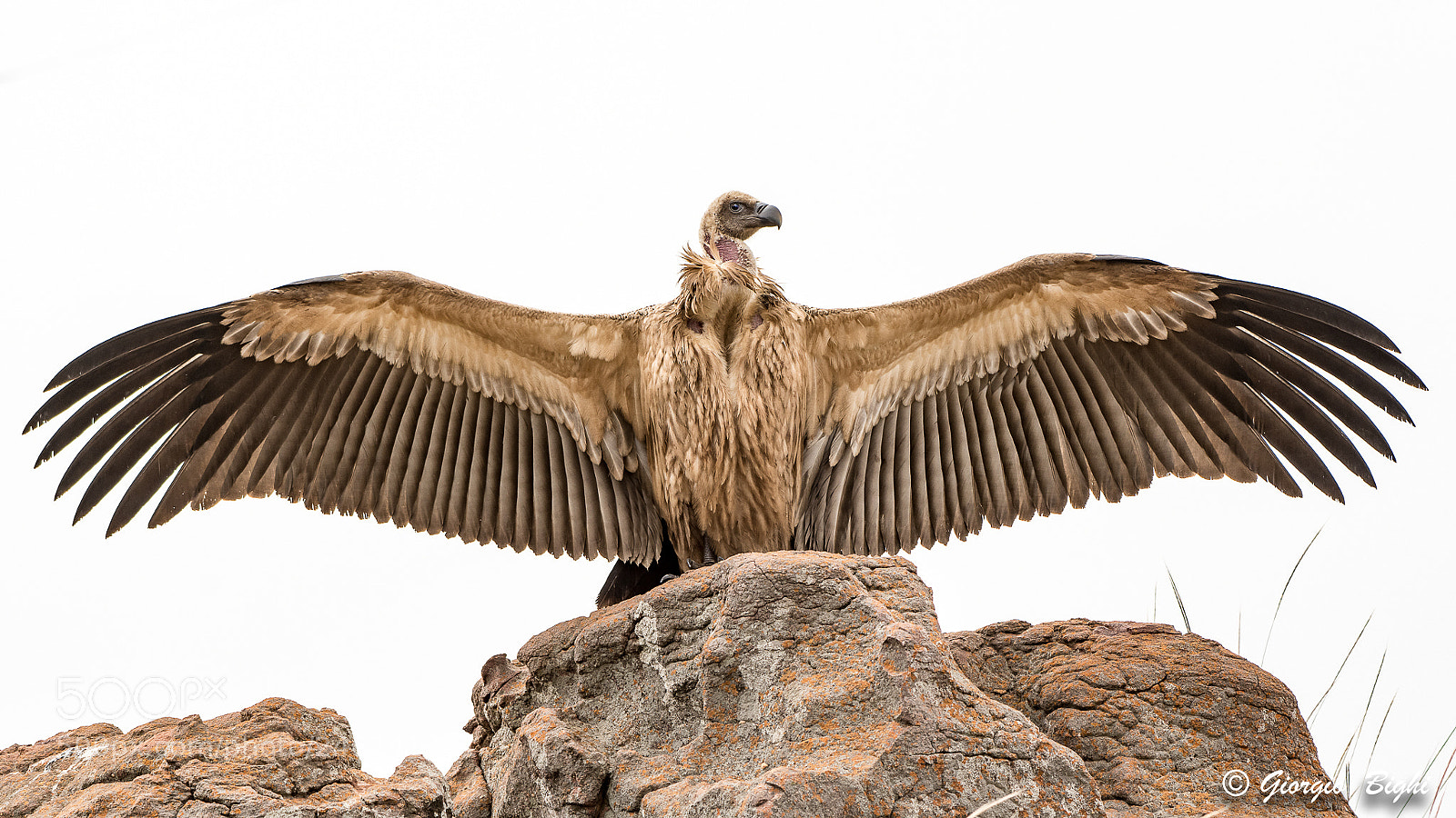 Nikon D7100 sample photo. Cape vulture photography