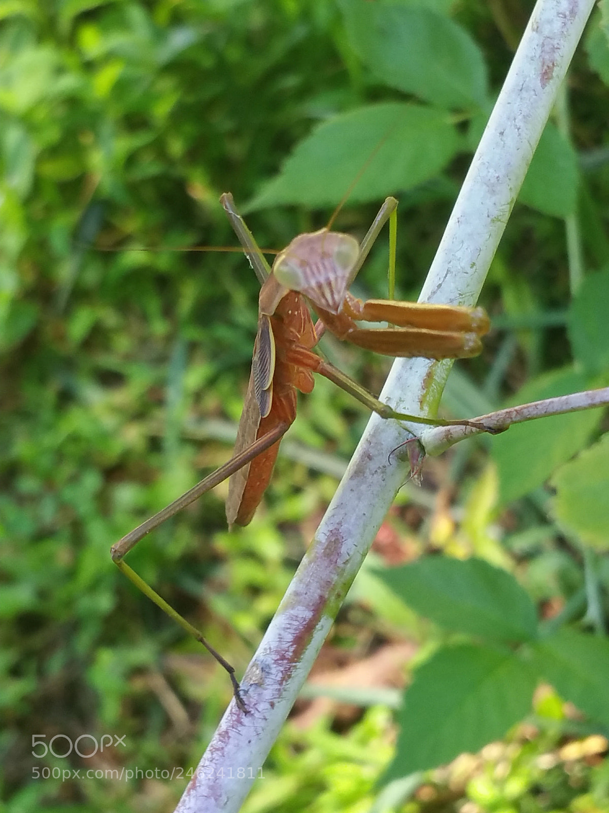 Samsung Galaxy Note4 sample photo. I see u... photography