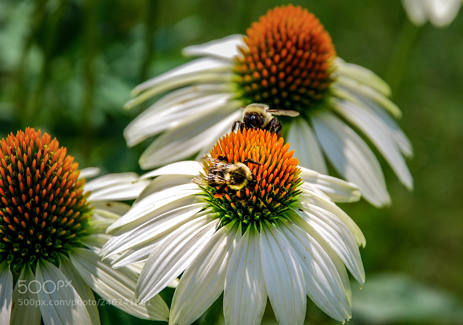 Nikon D80 sample photo. Busy bees! photography