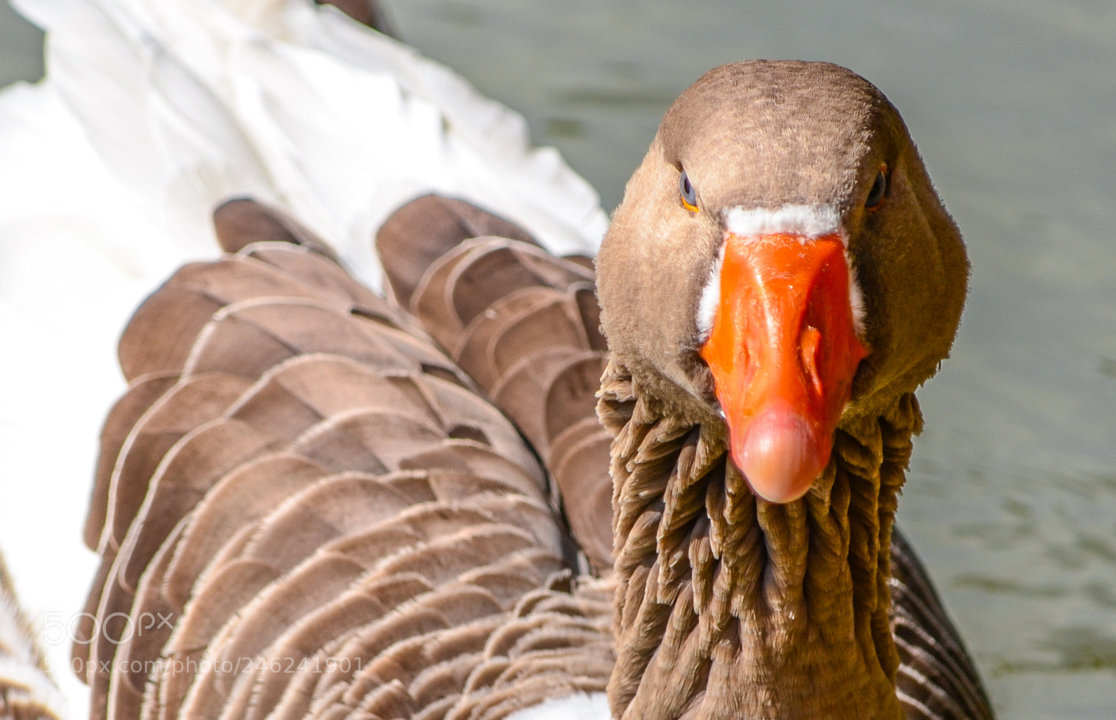 Nikon D5100 sample photo. Goose photography