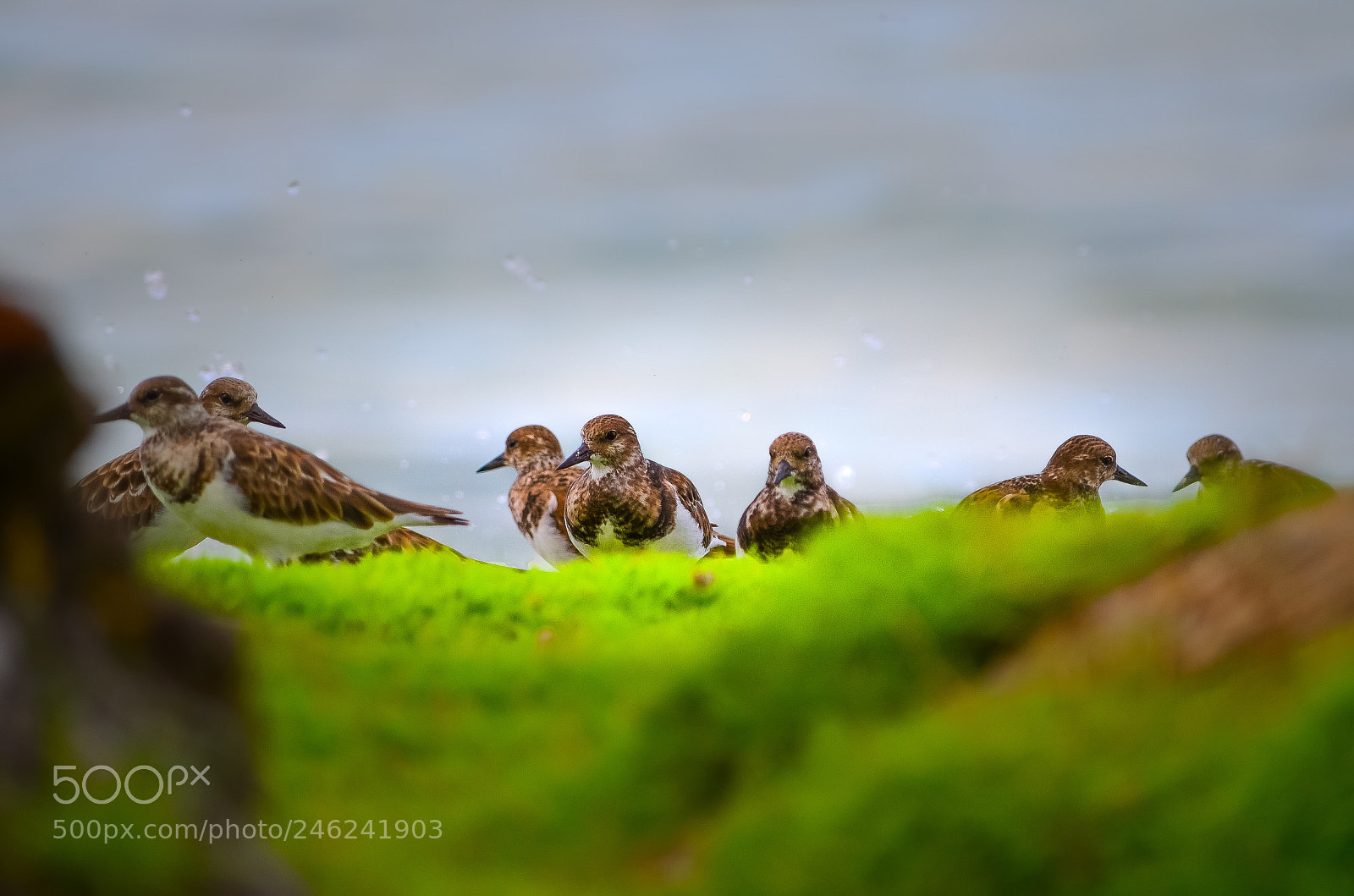 Nikon D5100 sample photo. Birds in san blas photography