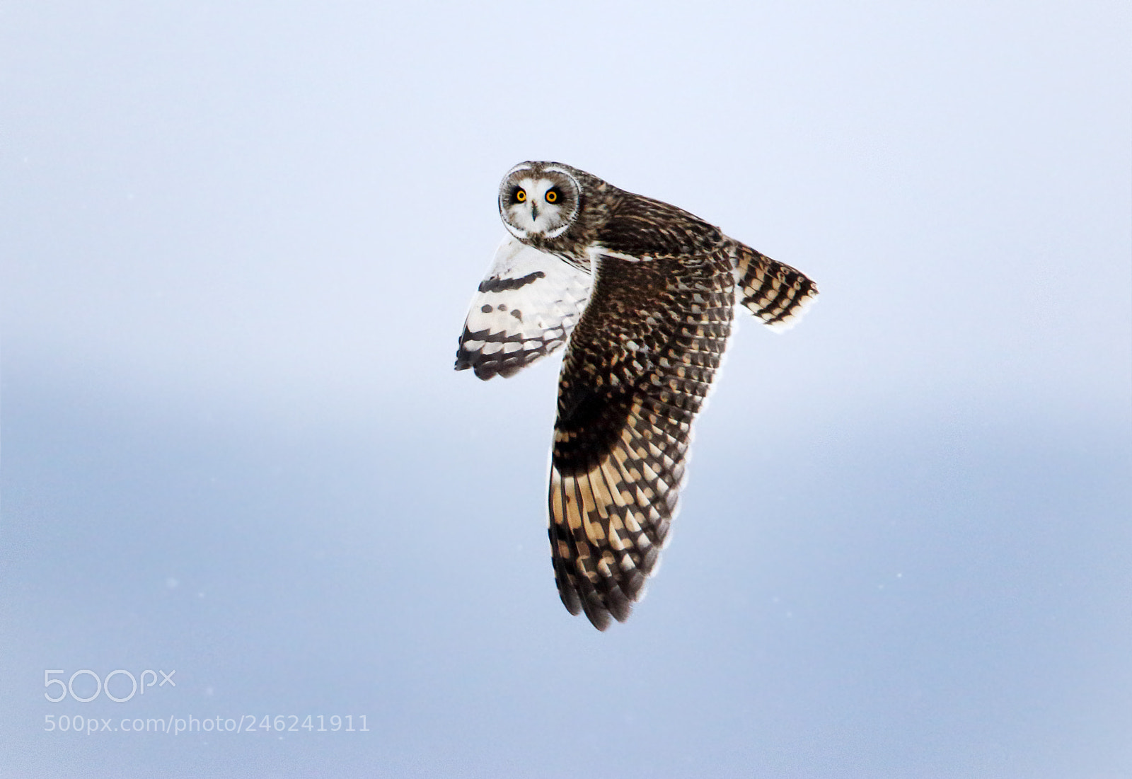 Canon EOS 7D Mark II sample photo. Short-eared owl photography