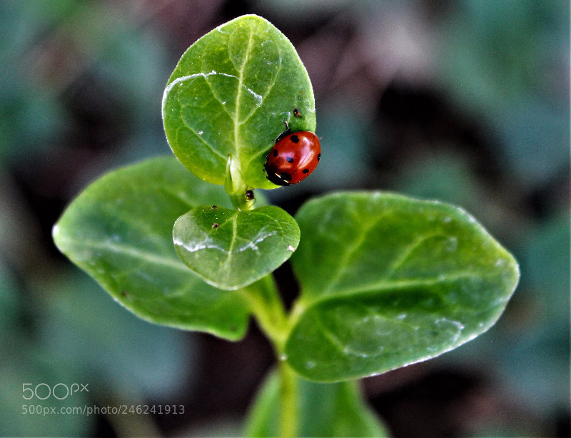 Canon EOS 1100D (EOS Rebel T3 / EOS Kiss X50) sample photo. Ladybug photography