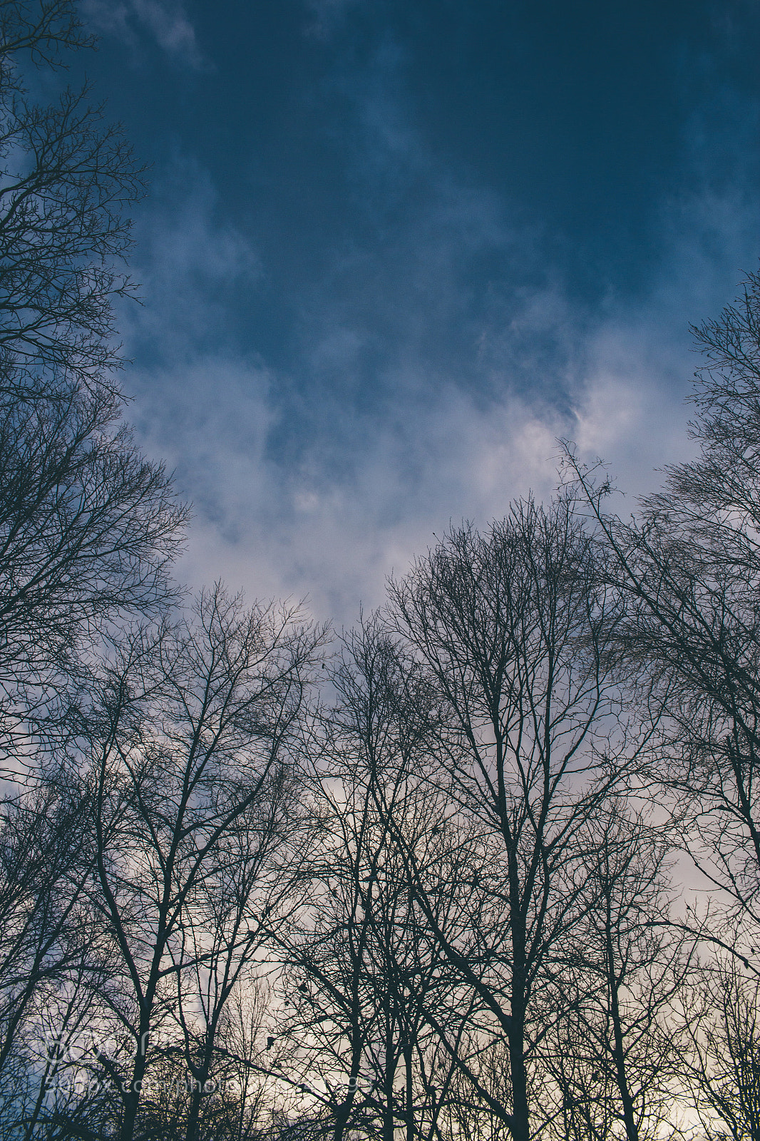Canon EOS 550D (EOS Rebel T2i / EOS Kiss X4) sample photo. Mood trees photography