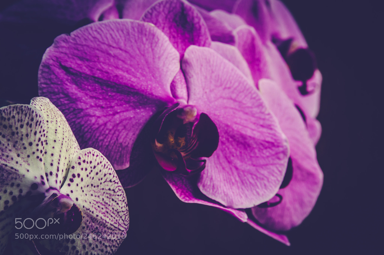 Canon EOS 60D sample photo. Brotherhood photography