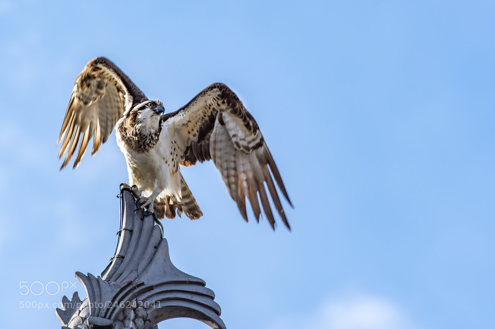 Pentax KP sample photo. Osprey on top of photography