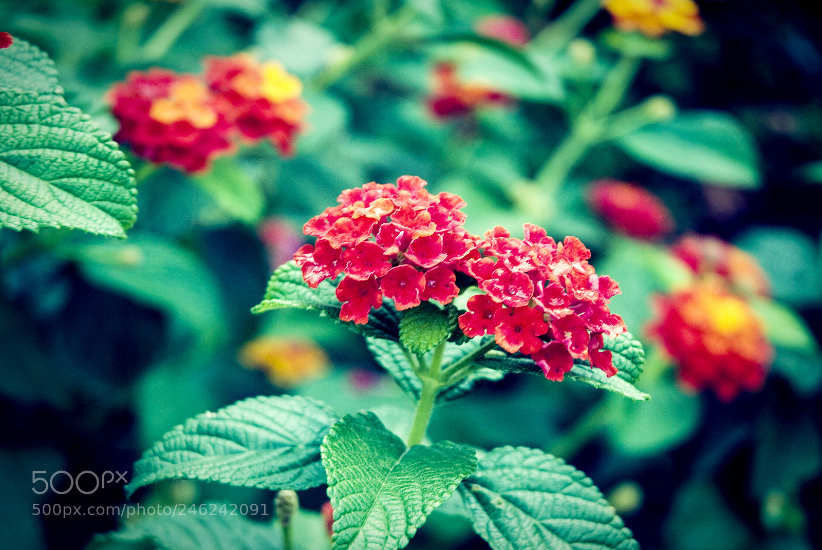 Nikon D80 sample photo. Red flowers photography