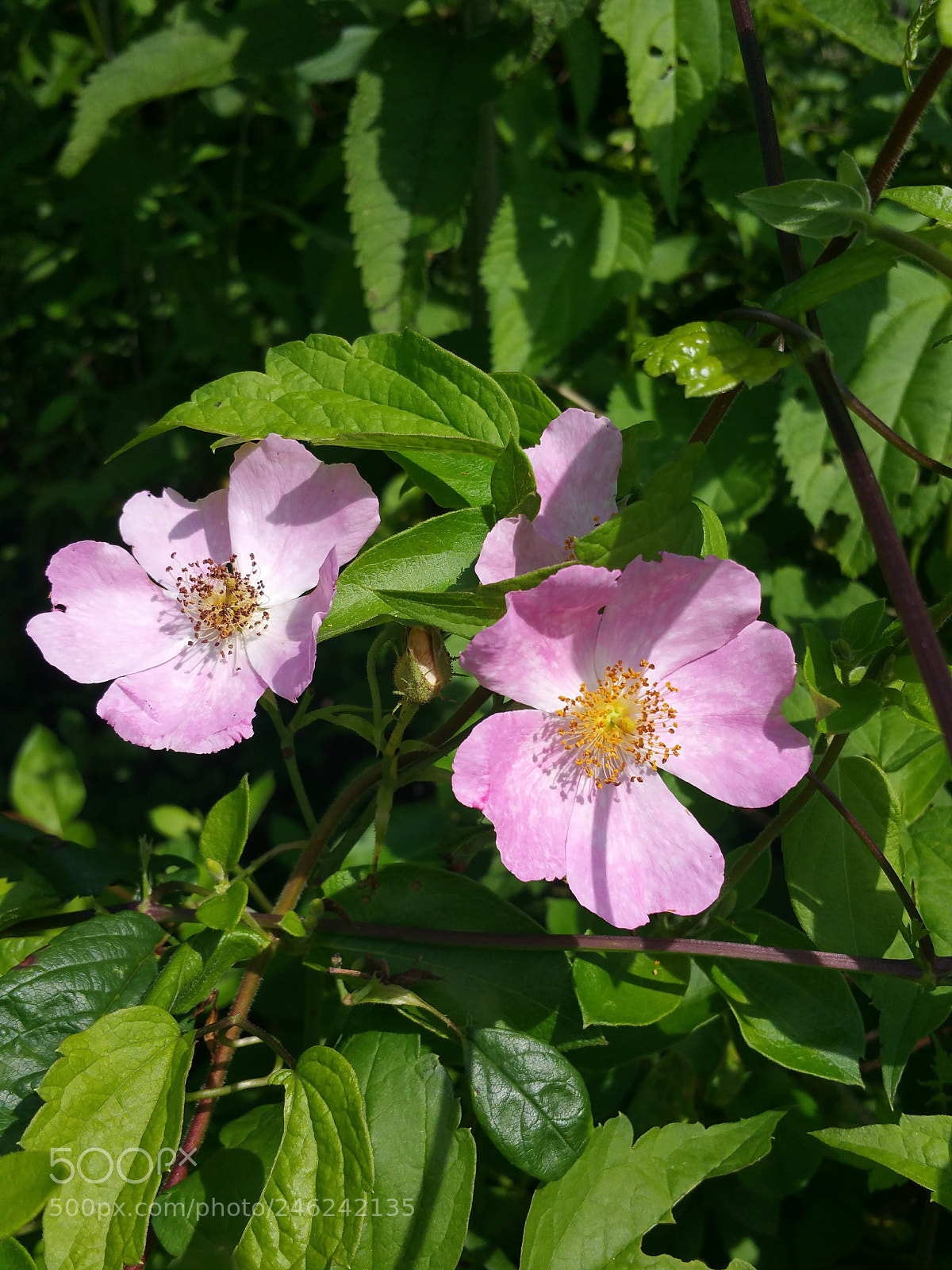 Samsung Galaxy Note4 sample photo. Wild rose photography