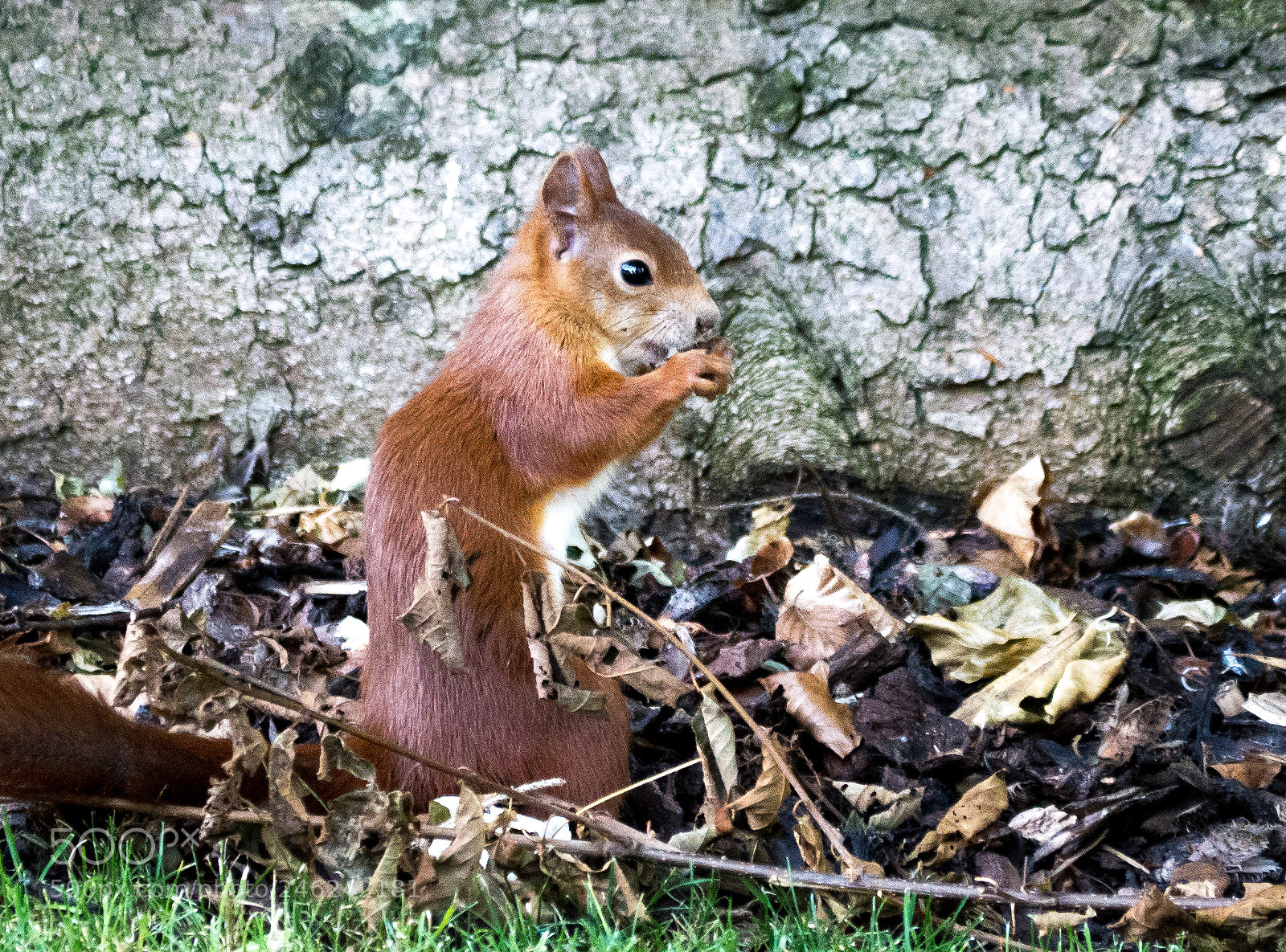 Panasonic DMC-G70 sample photo. Squirrel photography