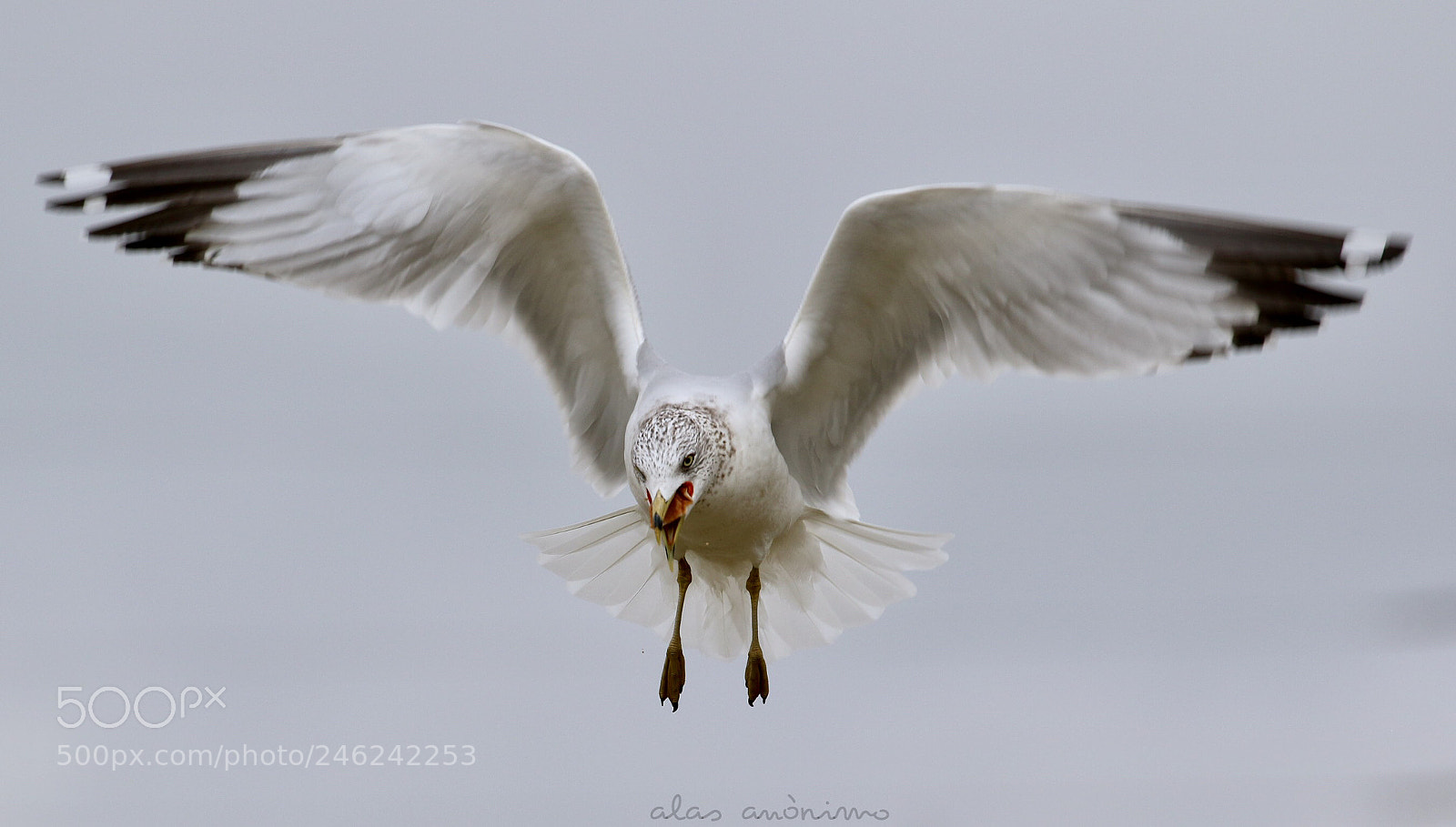 Canon EOS 7D Mark II sample photo. Gull.....! photography