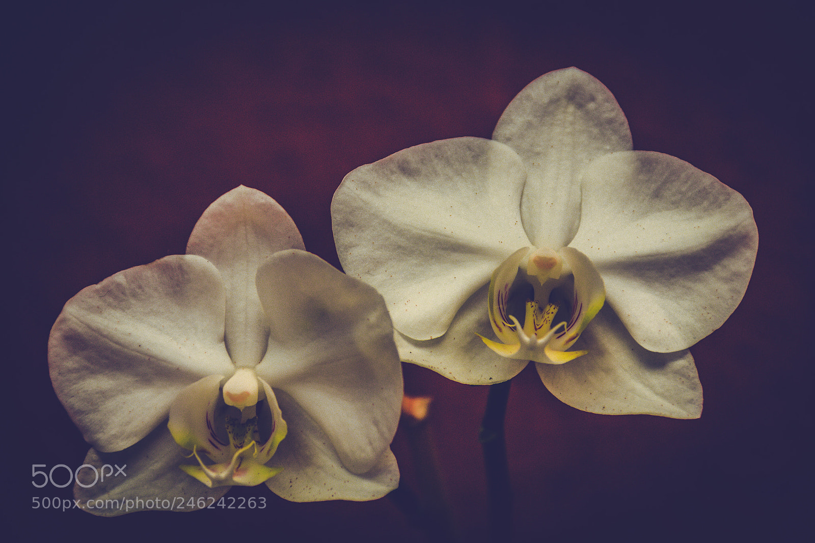 Canon EOS 60D sample photo. Two sisters photography