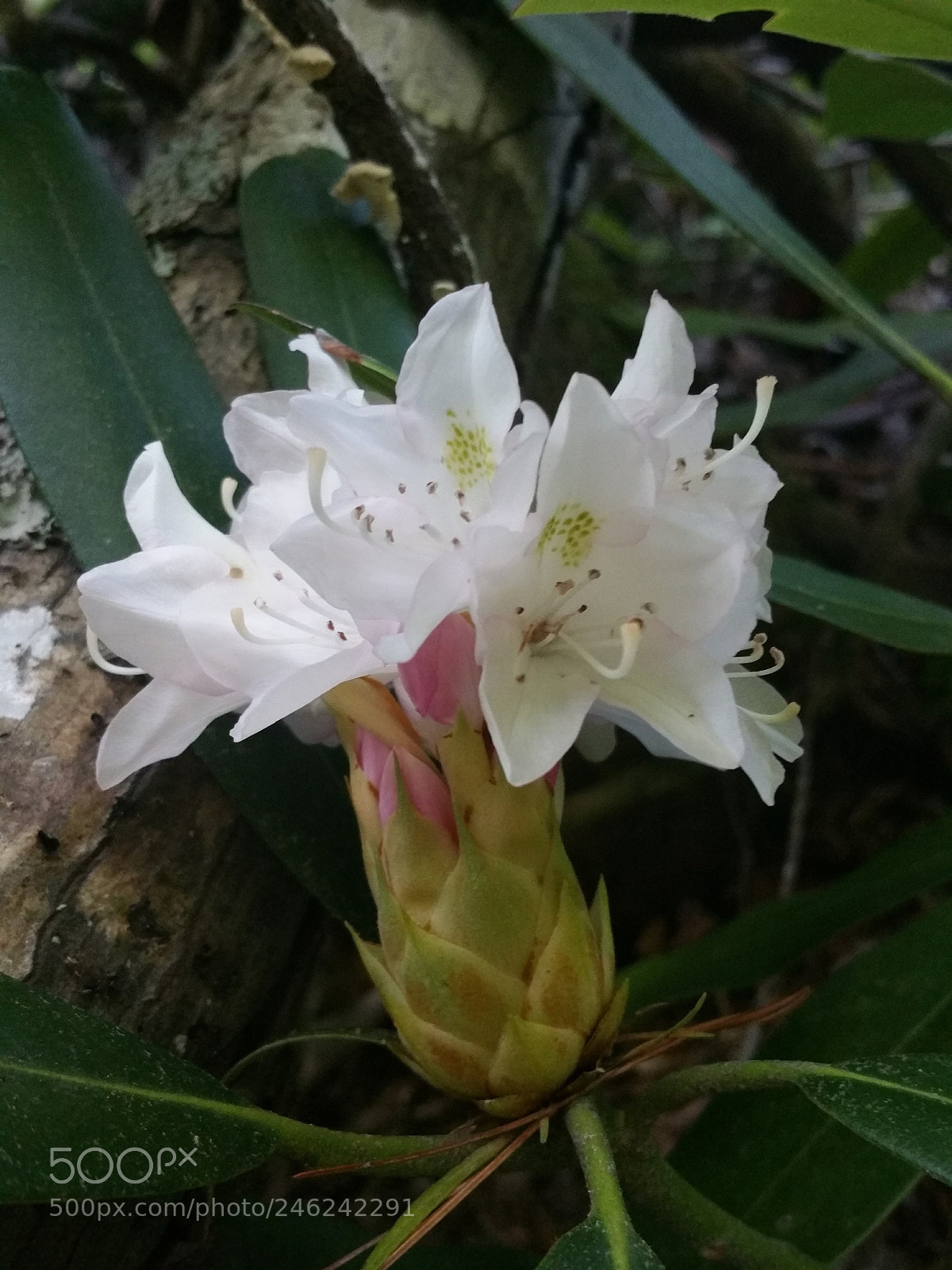 Samsung Galaxy Note4 sample photo. Flower pod photography