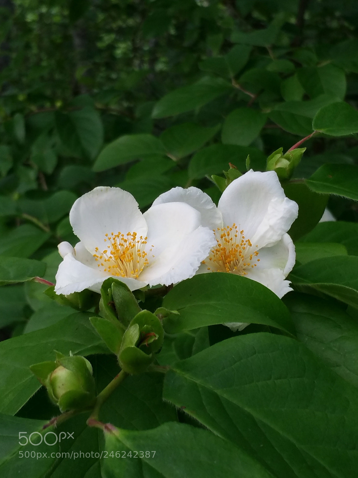 Samsung Galaxy Note4 sample photo. White photography