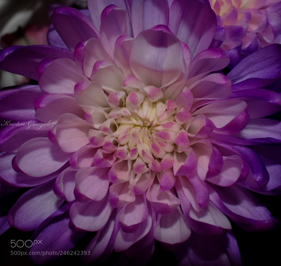 Nikon D3400 sample photo. Purple tones photography