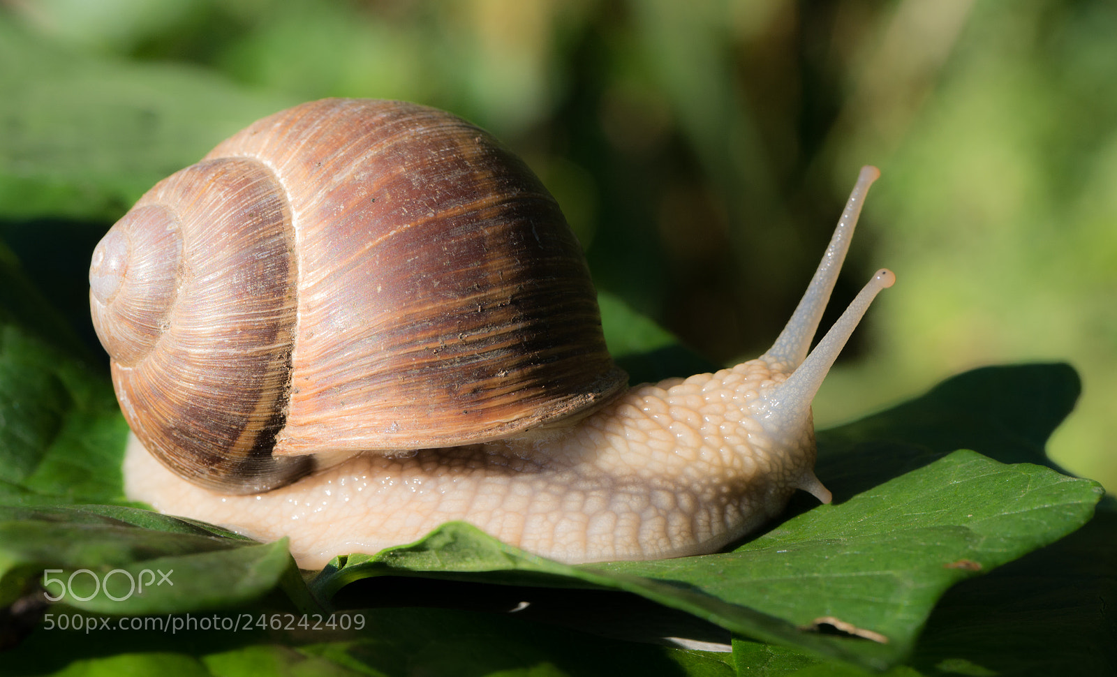 Panasonic DMC-G70 sample photo. Slug photography