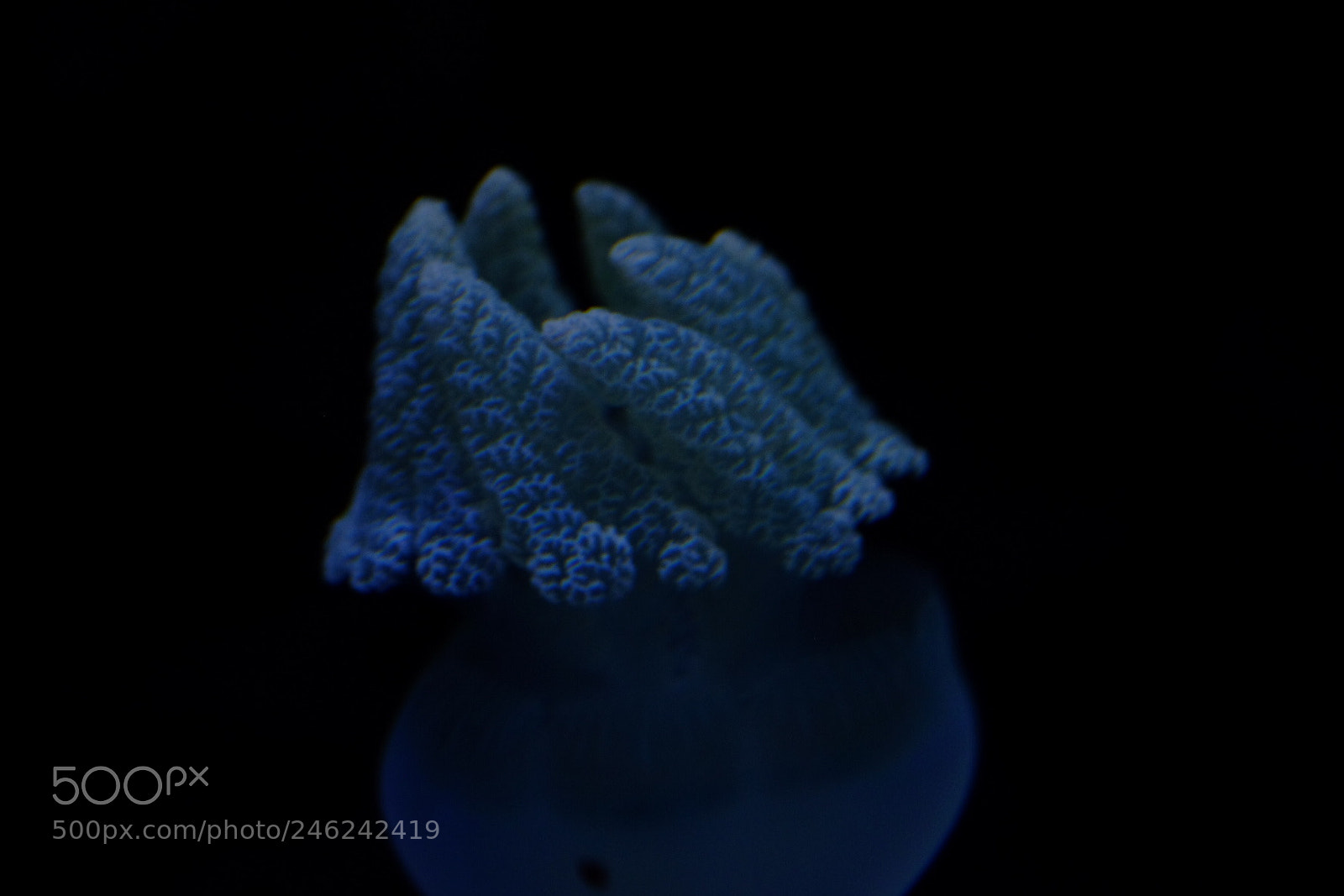 Fujifilm X-T1 sample photo. Jellyfish photography