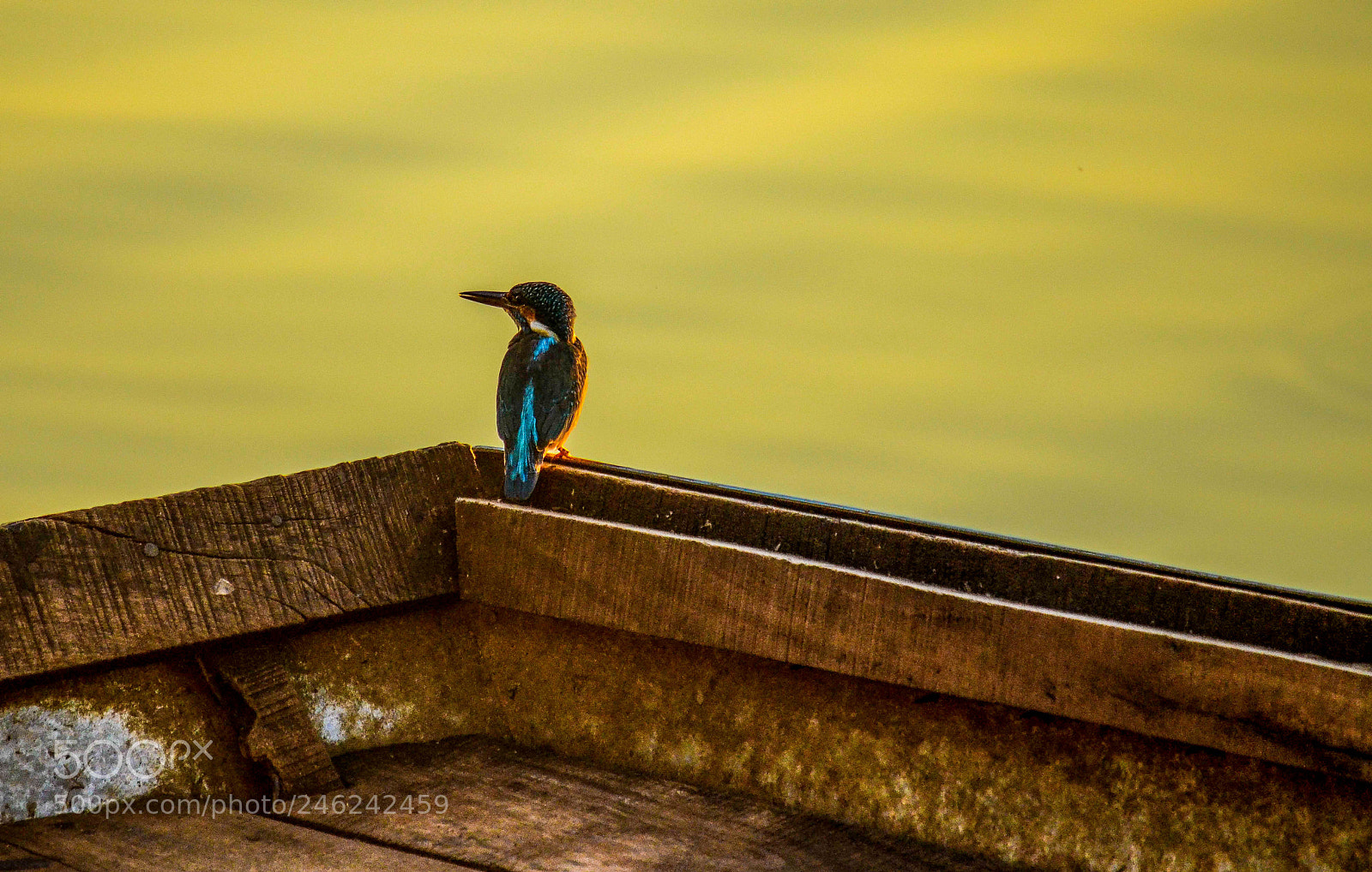 Nikon D5100 sample photo. Kingfisher watching his next photography