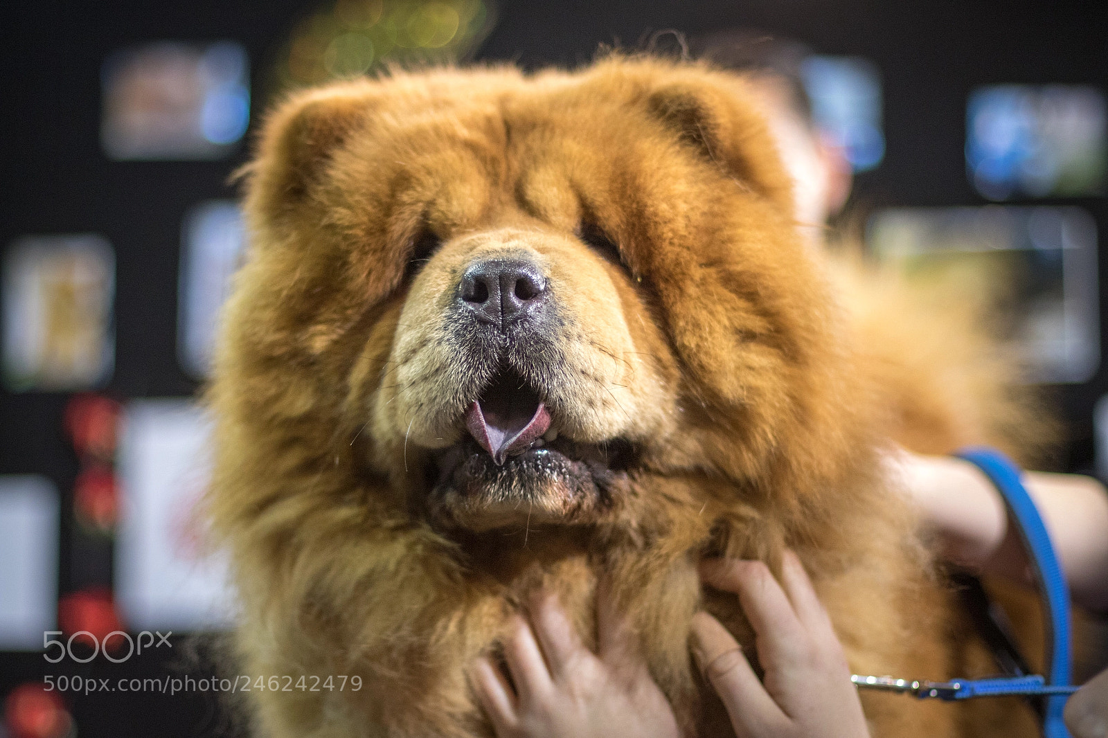 Canon EOS 7D Mark II sample photo. Dogshow photography