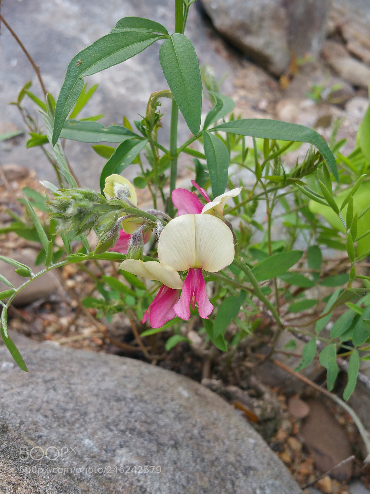 Samsung Galaxy Note4 sample photo. Two colors photography