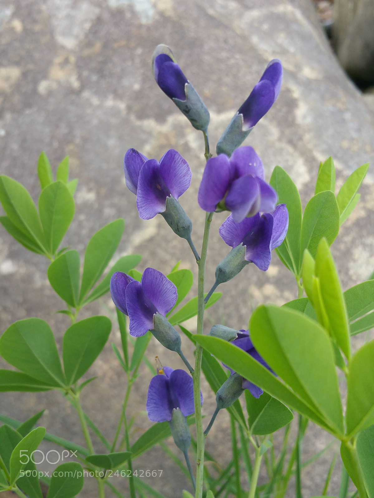 Samsung Galaxy Note4 sample photo. Purple photography