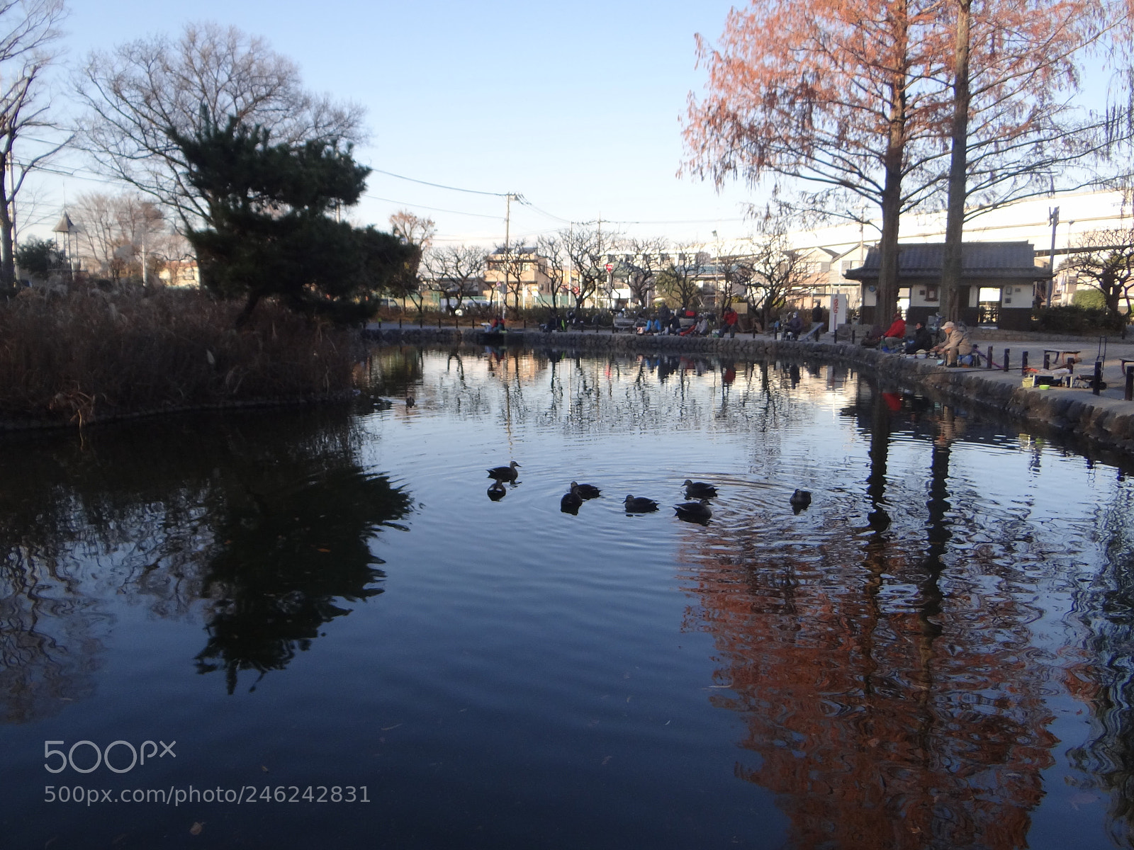 Sony Cyber-shot DSC-HX100V sample photo. Dsc photography