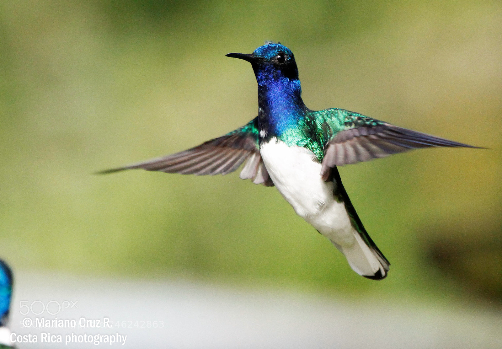 Canon EOS 7D sample photo. White-necked	jacobin photography