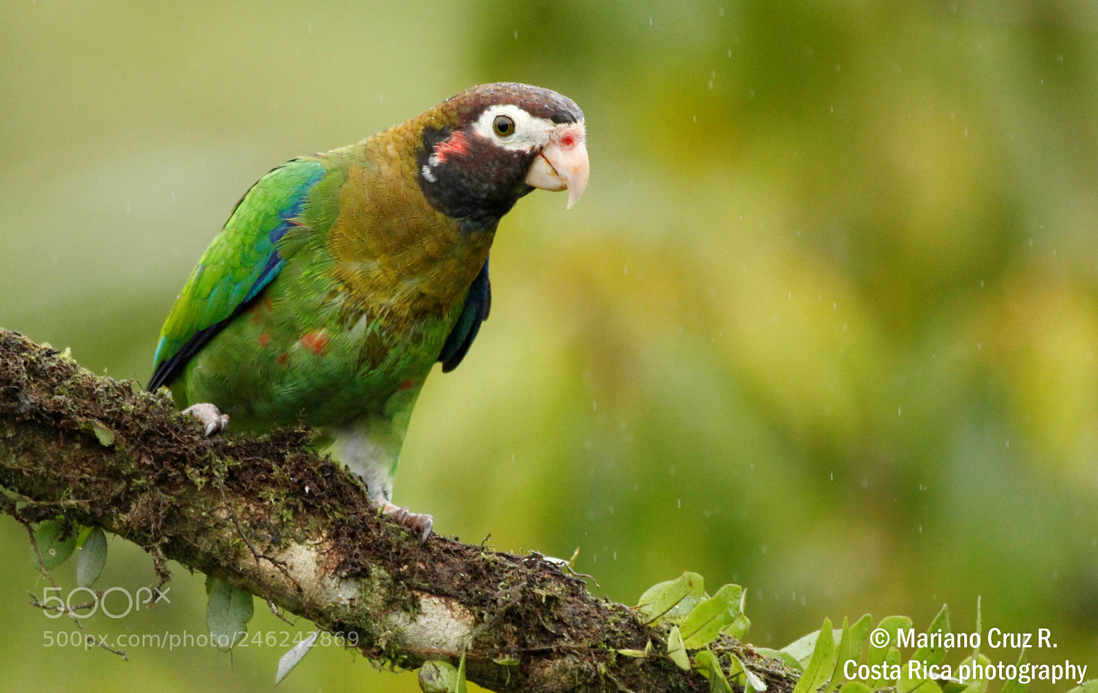 Canon EOS 7D sample photo. Brown-hooded	parrot photography