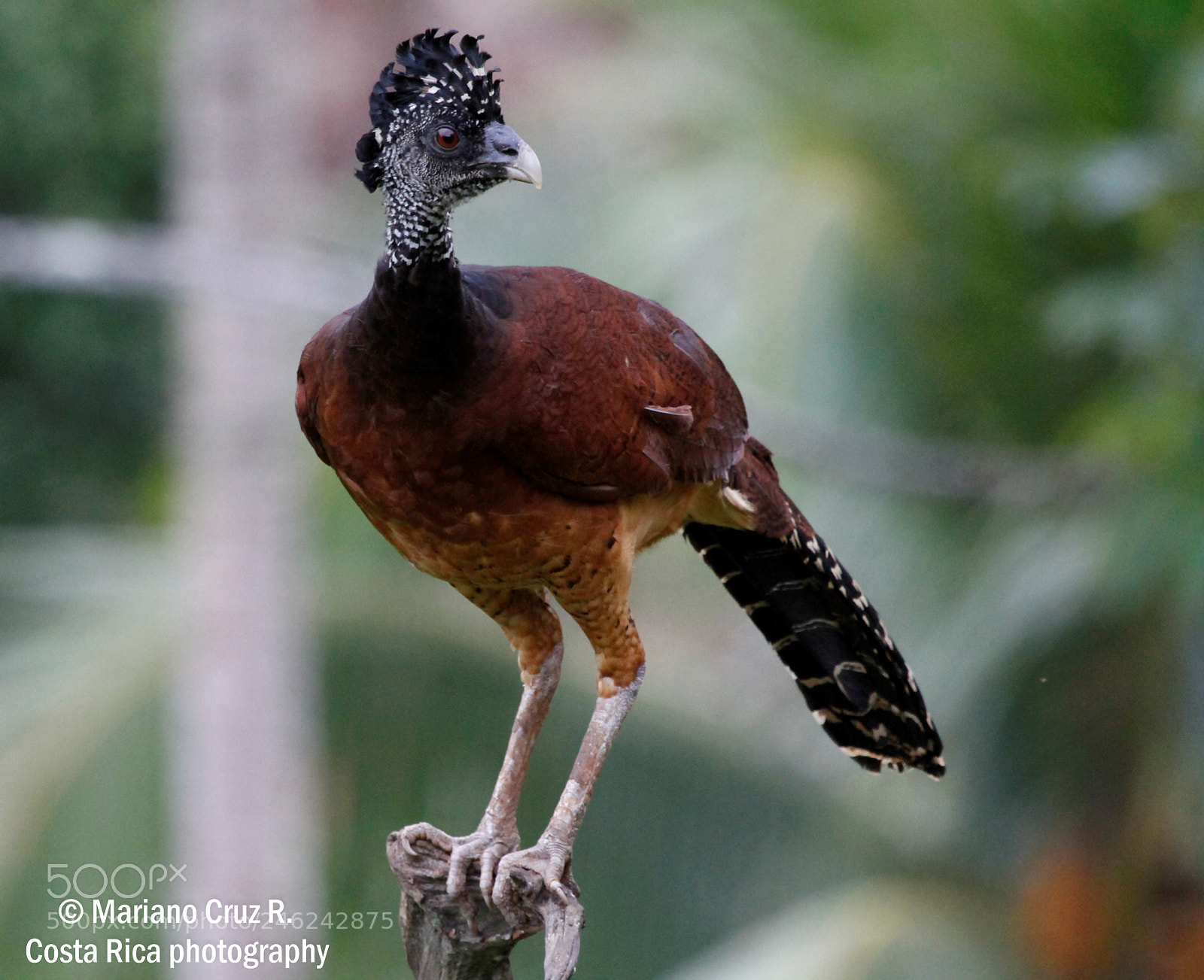 Canon EOS 7D sample photo. Great curassow (female) photography