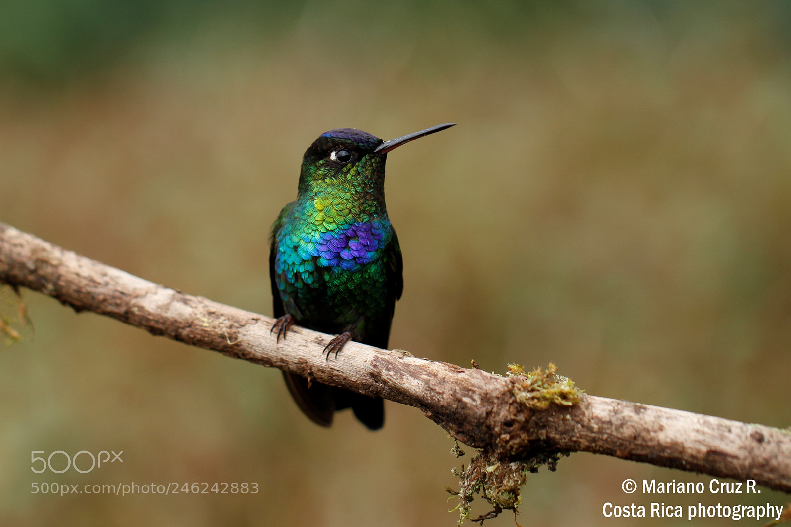 Canon EOS 7D sample photo. Fiery-throated	 hummingbird photography