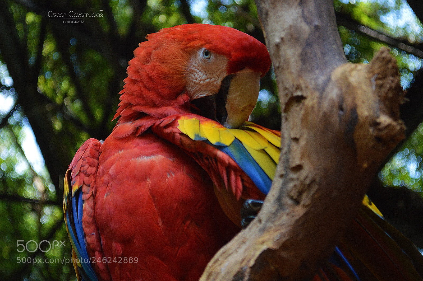 Nikon D3200 sample photo. Guacamaya photography