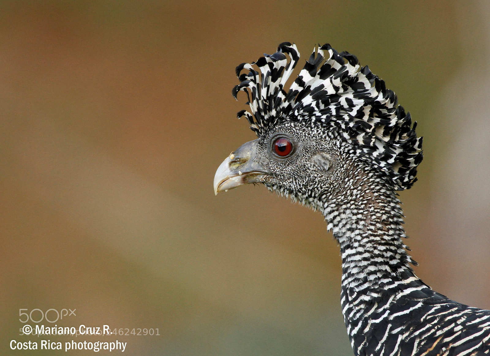 Canon EOS 7D sample photo. Great curassow (female) photography