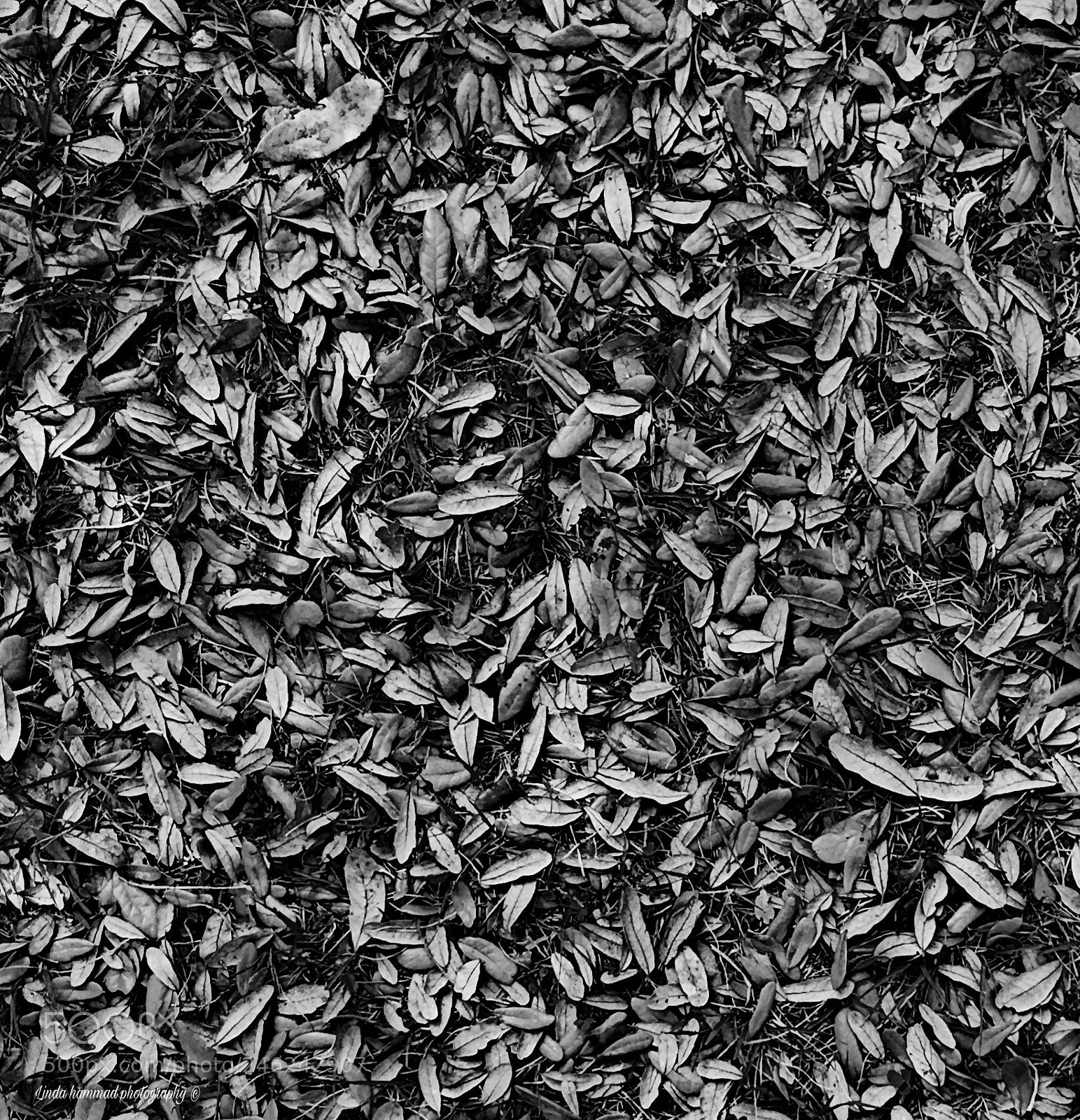 Apple iPhone 6s sample photo. Untitled photography