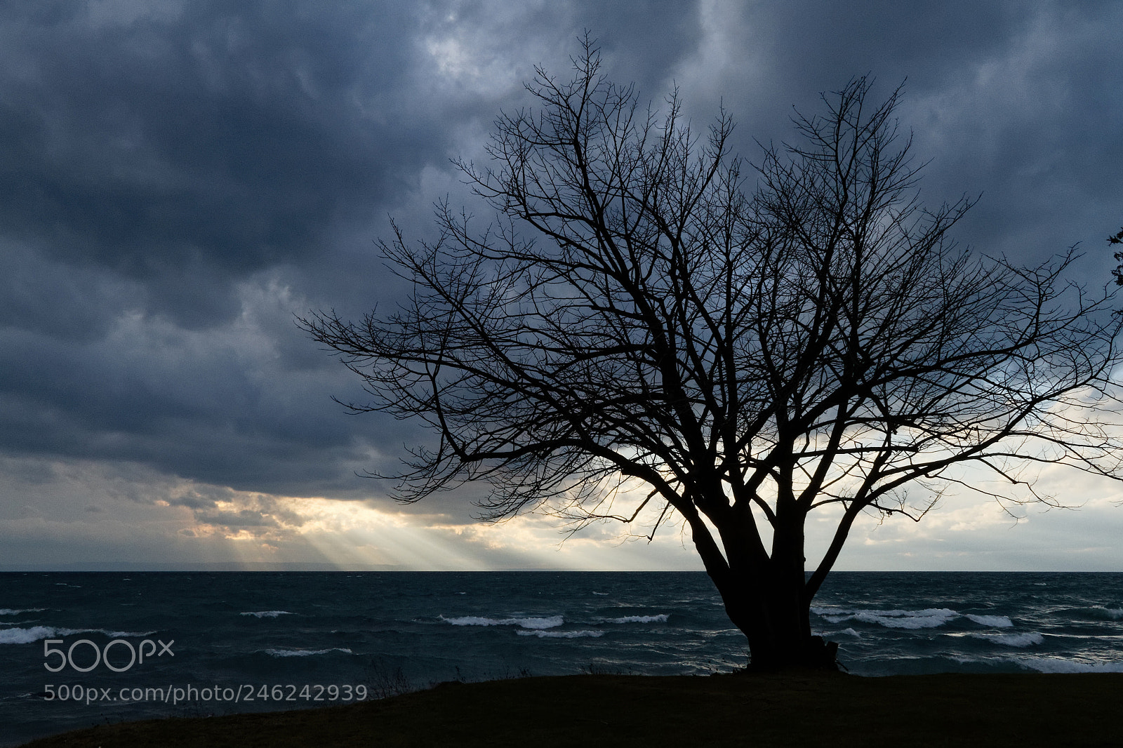 Canon EOS 7D sample photo. Lonely tree photography