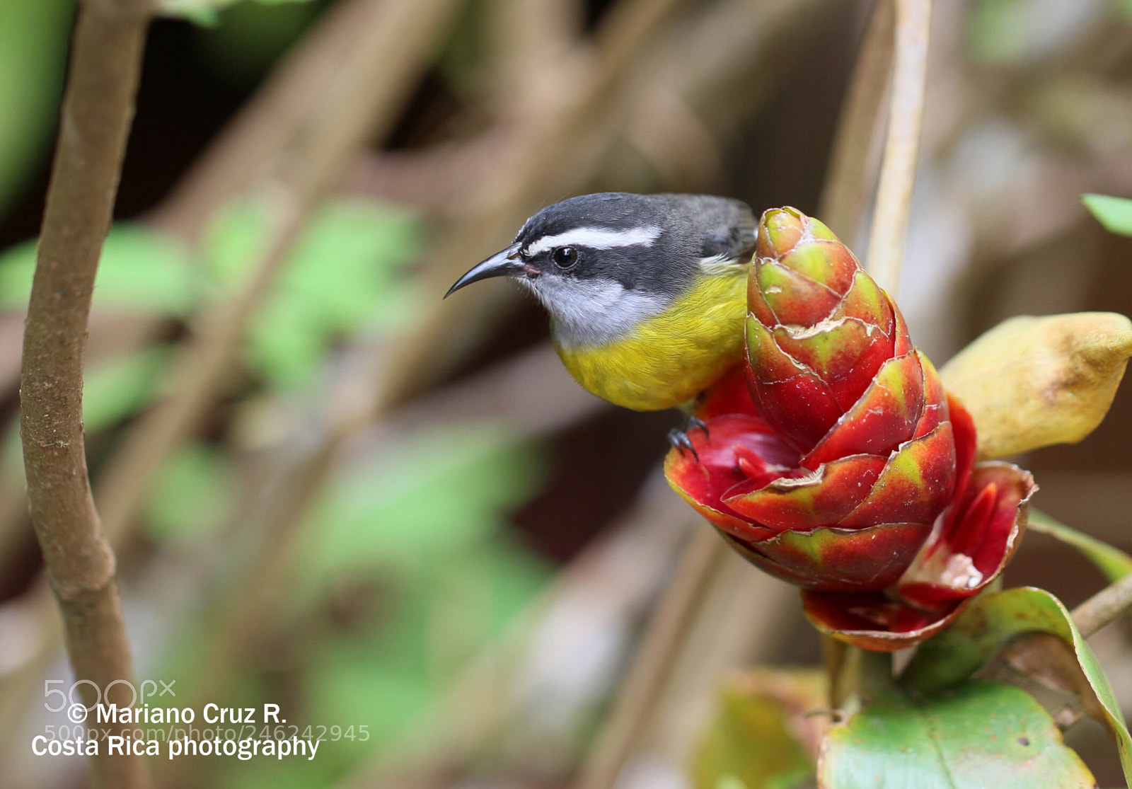 Canon EOS 700D (EOS Rebel T5i / EOS Kiss X7i) sample photo. Bananaquit photography