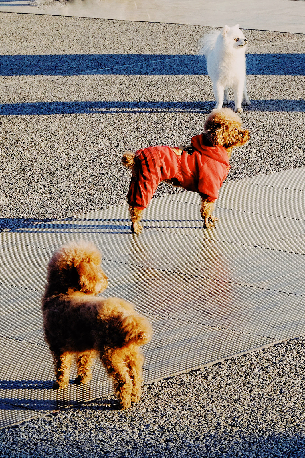 Fujifilm X-E2 sample photo. 狗年大吉 photography