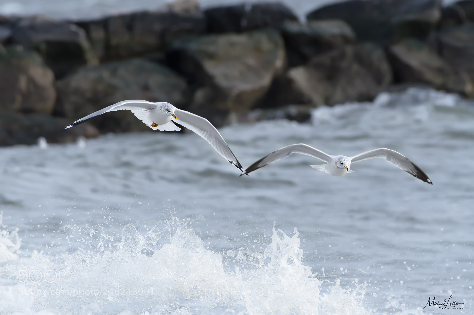 Nikon D500 sample photo. Wing tips photography
