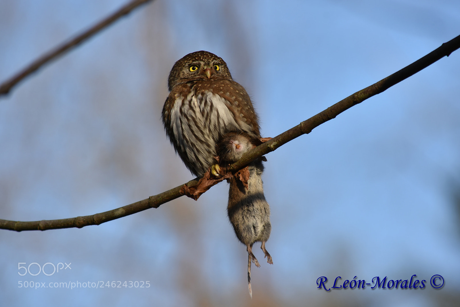 Nikon D7200 sample photo. Northern pigmy-owl photography