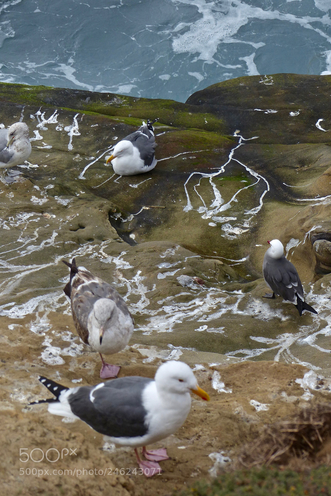 Panasonic Lumix DMC-FZ200 sample photo. Sea gull art photography