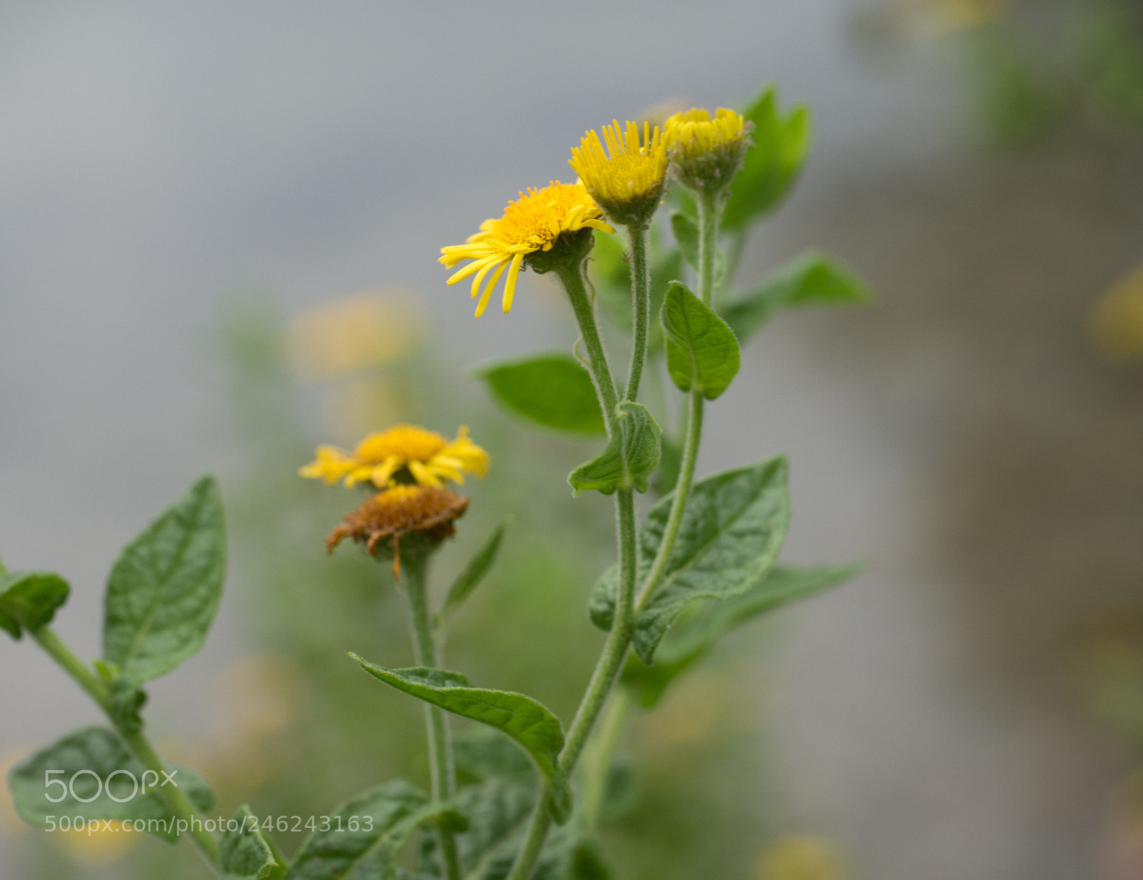Panasonic DMC-G70 sample photo. Dandelion photography
