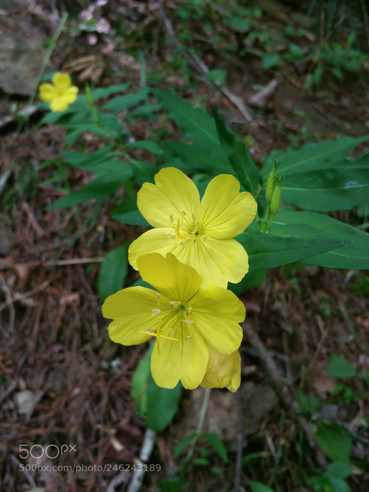 Samsung Galaxy Note4 sample photo. Yellow photography