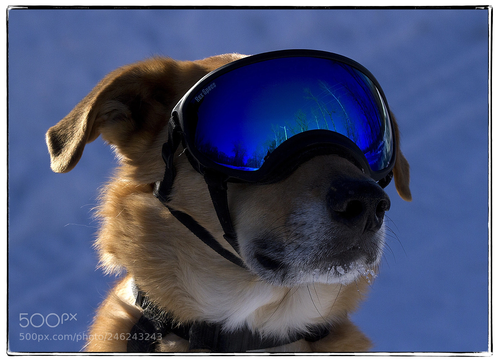 Canon EOS 7D sample photo. Henry rocking the doggy photography