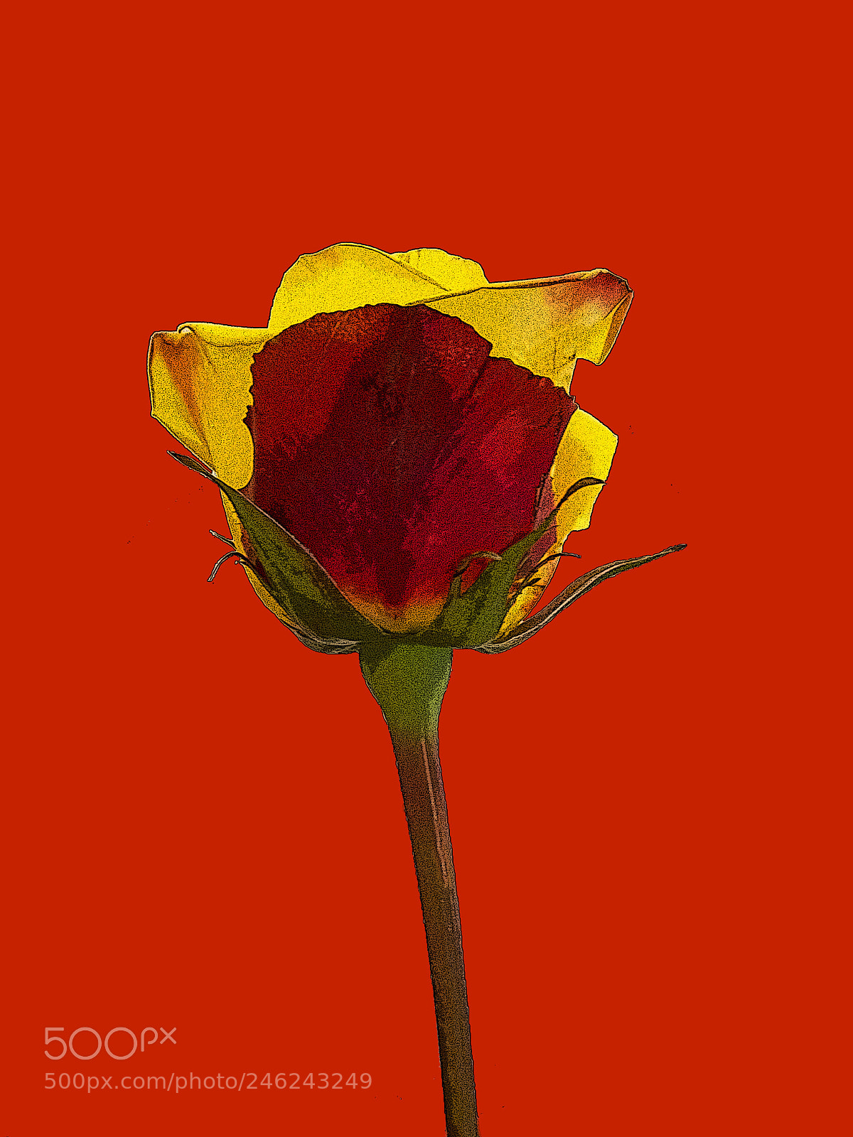 Olympus TG-5 sample photo. Valentine rose photography