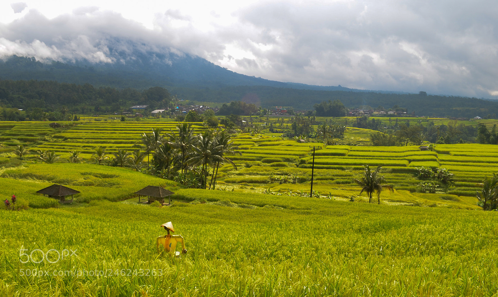Nikon D5100 sample photo. Yellowman photography