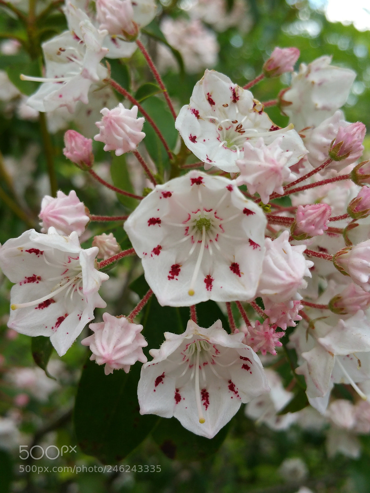 Samsung Galaxy Note4 sample photo. Mountain laurel photography